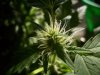 new weeed 016.jpg