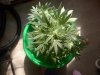 new weeed 020.jpg