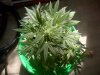new weeed 005.jpg