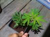 Afghan Widow #1.jpg