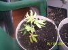 clones 001.jpg