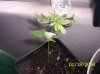 clones 002.jpg