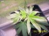 clones 003.jpg