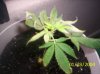 clones 004.jpg