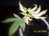 clones 005.jpg