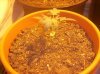 Troubled Plant Tall 11 Days.jpg