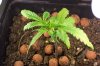 Plant 1.jpg