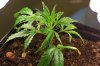 Plant 2.jpg