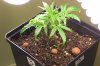 Plant 3.jpg