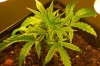 Plant 3 - Closeup.jpg