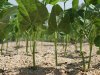 8:1:06 bean ground shot  3PM.jpg