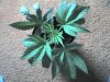 03-21-08_0930.jpg