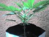 03-21-08_0931.jpg