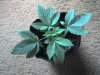 03-21-08_0932.jpg