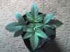 03-21-08_0936.jpg