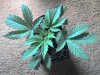 03-21-08_0938.jpg