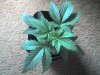 03-21-08_0940.jpg