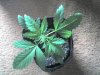 03-21-08_0942.jpg