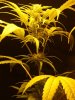 DSCF2166.jpg