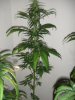 DSCF2204.jpg