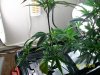 100_2078.jpg