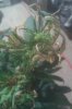 IMAG0046.jpg