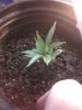 plant2.jpg