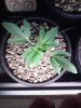 Plant 1 Day 25.jpg