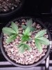 Plant 2 Day 25.jpg