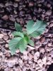 Plant 3 Day 25.jpg
