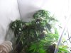 100_1208.jpg