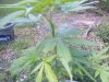 DSCF4854.jpg