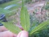 DSCF4857.jpg