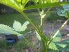 DSCF4850.jpg