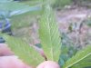 DSCF4856.jpg