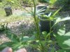 DSCF4820.jpg