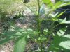 DSCF4813.jpg