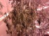 Photo0199.jpg