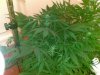 mamamiafullplant.jpg