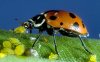 ladybug.jpg