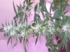 amy budding 004.jpg