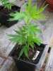 Querkle #1.jpg