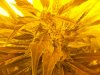 lsd grow 002.jpg