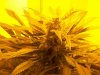 lsd grow 001.jpg