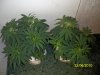 day45BVgroupTOP.jpg