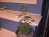 Flowering 013.jpg