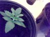 Snapshot_20100624_1.jpg
