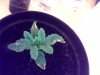 Snapshot_20100624_3.jpg