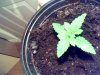 Snapshot_20100623_4.jpg