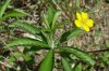 common-cinquefoil-b.jpg